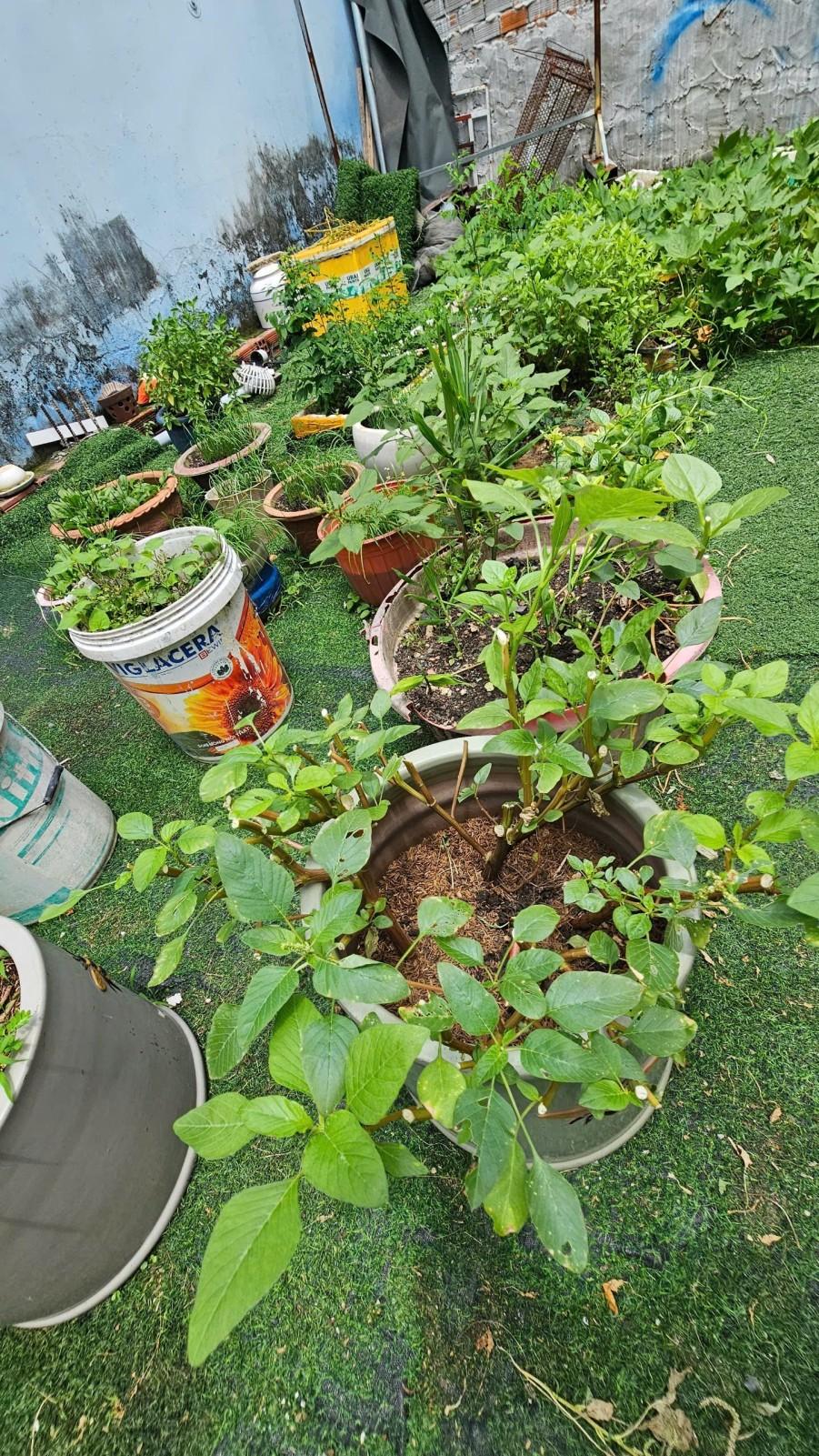 Thửa 741 Tờ 21, Tân Chánh Hiệp, Quận 12