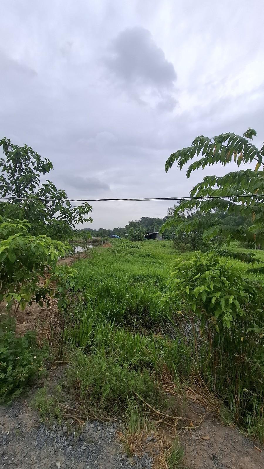 Thửa 559 Tờ 4 Đông Thạnh, Hóc Môn